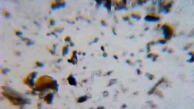 Vida en agua "exprimida" de musgo en microscopio a 160x смотреть онлайн