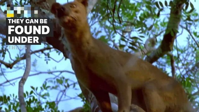 Fossa | Creature Profile 01 | Ranking | Madagascar | Facts | Animal 101 смотреть онлайн