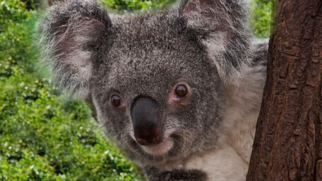 What Does a Koala Spirit Animal Mean and Symbolize? смотреть онлайн