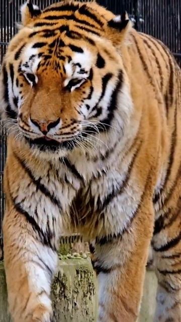 tiger animal | baby tiger | eye of tiger | tiger attack | tiger documentary, #shorts смотреть онлайн