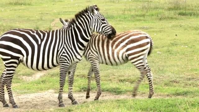 Beautiful Zebra//Cute Zebra//Zebra//Animals Zone//Rabindra Bauri//Animals смотреть онлайн