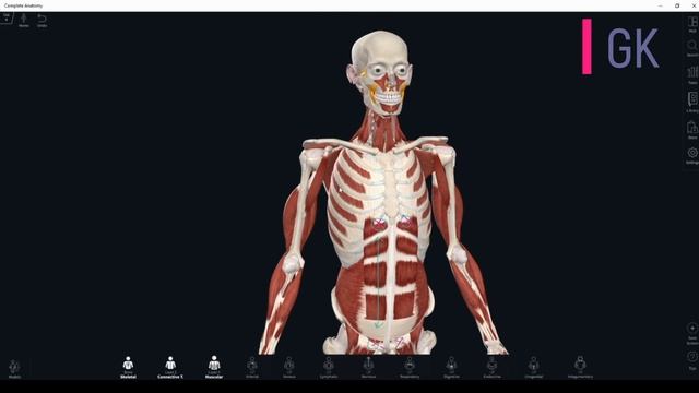 Як вивчити м'язи. Вільна думка. UAnatomy смотреть онлайн
