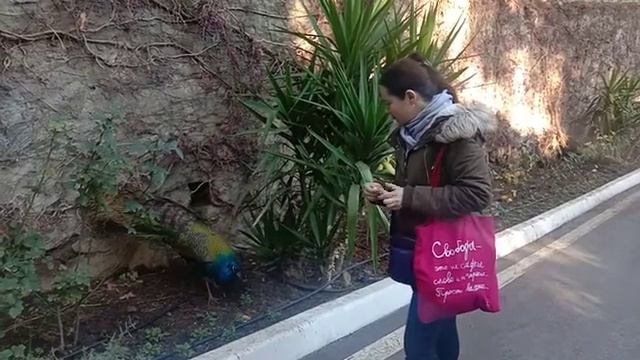 Крым.Павлин смотреть онлайн