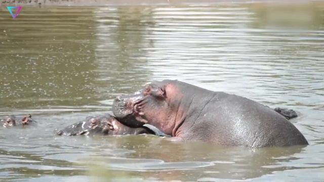 ▽ Самые странные брачные ритуалы у животных смотреть онлайн