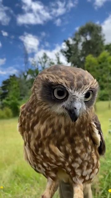 Did someone say crickets😅🦉#owllover #amazing смотреть онлайн