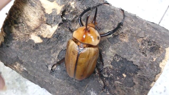 Biggest Golofa subspecies - Golofa porteri смотреть онлайн
