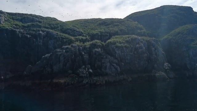 Птичий базар 12 июля 2022г смотреть онлайн