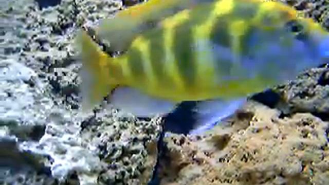 venustus y kingsizei смотреть онлайн