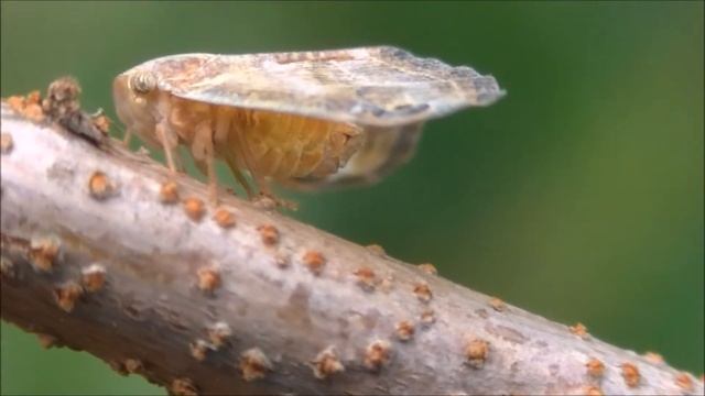 ハゴロモもセミのように鳴いている？ смотреть онлайн