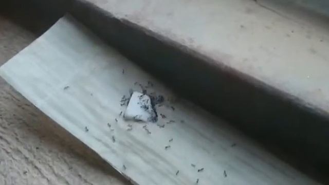 Как надо пугать муравьев , ржач прикол 2016 смотреть онлайн