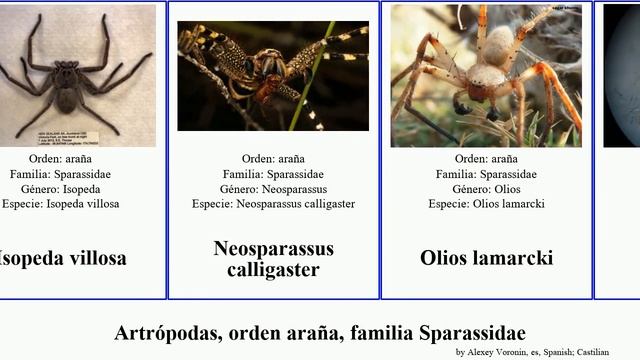 Artrópodas, orden araña, familia Sparassidae maxima tener arthropoda gracilis villosa Olios Delena смотреть онлайн