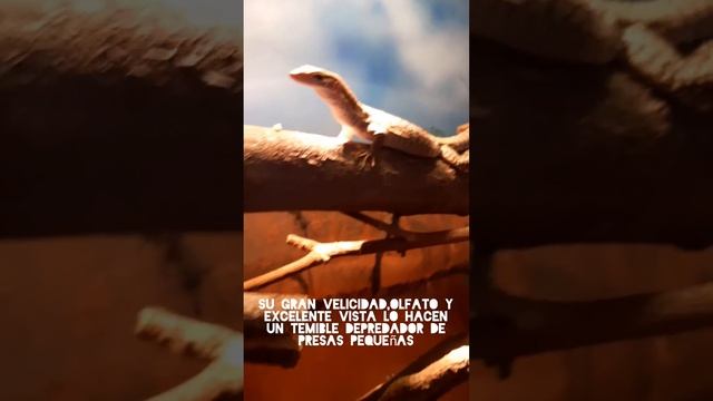 Varanos.varanus Tristis Orientalis