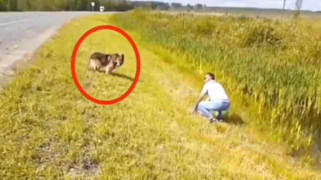 11 лет песик живет возле трассы и ждет своего хозяина... смотреть онлайн