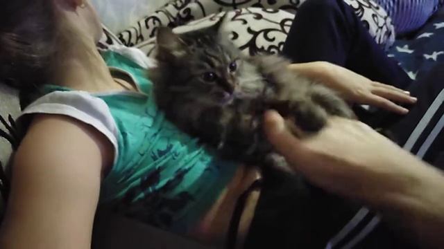 кошка грызёт меня.Злая кошка смотреть онлайн