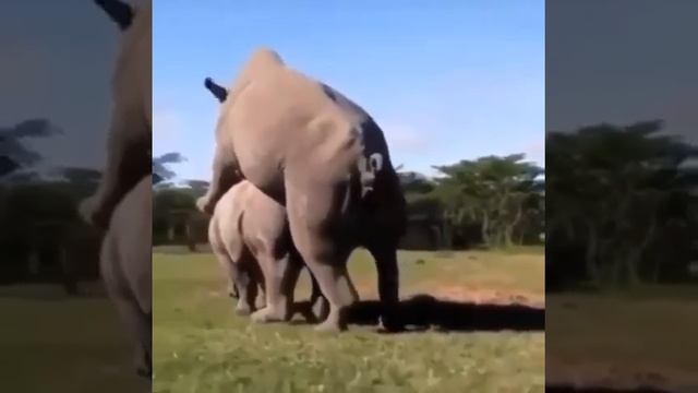 СМЕШНЫЕ ЖИВОТНЫЕ +18. Носорог в экстазе...... смотреть онлайн