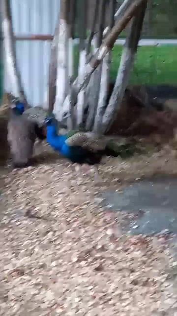 ПАВЛИН смотреть онлайн