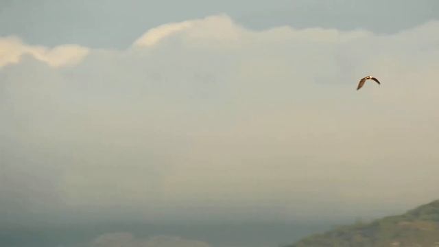 Aguilucho lagunero occidental (Circus aeruginosus). Estuario del Miño смотреть онлайн