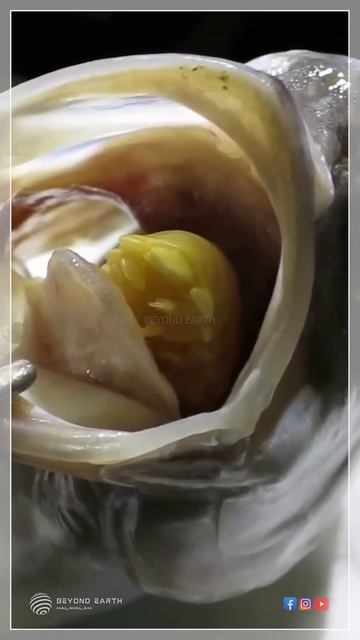 മീനുകളുടെ നാവ് ഭക്ഷിക്കുന്ന ജീവി..... Cymothoa exigua смотреть онлайн