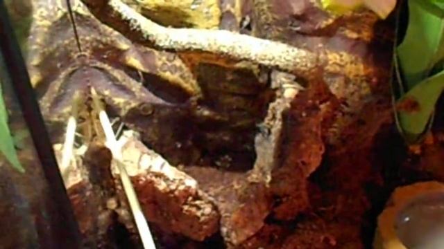 Poecilotheria rufilata (Red Slate Ornamental) Feeding! смотреть онлайн