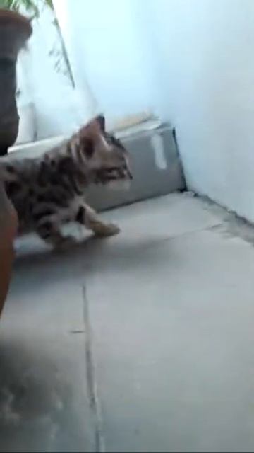 Kucing Bengal смотреть онлайн
