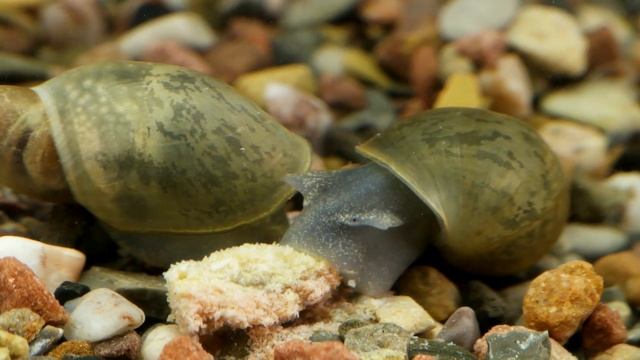 Lymnaea stagnalis / Spitzschlammschnecke / Great Pond Snail смотреть онлайн