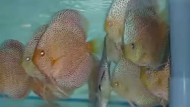 Jackson Keong AAA Eruption-PRE-SOLD-Van Discus смотреть онлайн