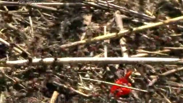 муравьи - ants in an anthill смотреть онлайн