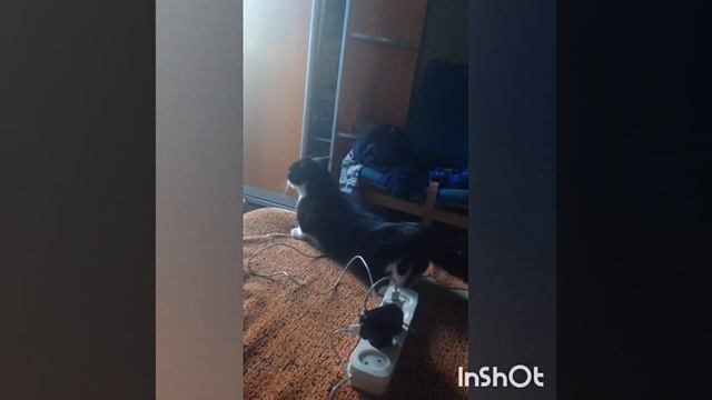 Заниженный кот смотреть онлайн