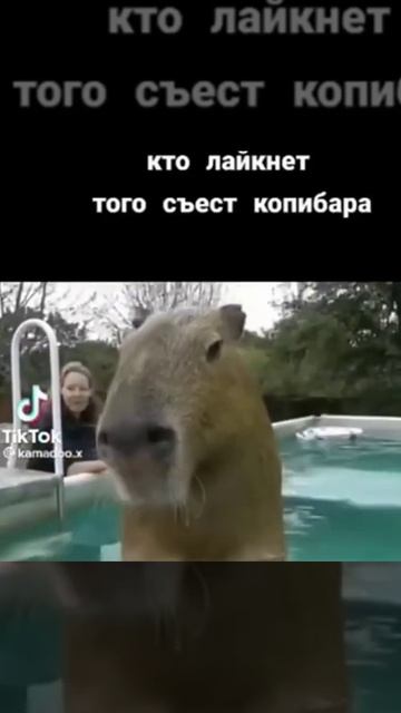 капибара😱 #а4 #рекомендации #капибара #ффтоп #мемы #гачалайф #кобяков #глент #серёга #банан #магия смотреть онлайн