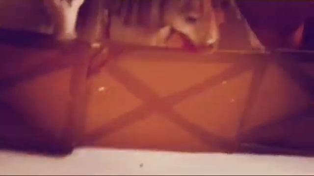 Лошади. Шляйх. Конюшня. смотреть онлайн