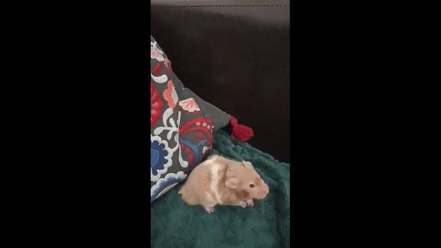 Хомяк и подушка смотреть онлайн