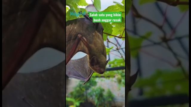 Jangan biarkan buah anggur di pohon habis di makan Codot #ngeshortsdulu смотреть онлайн