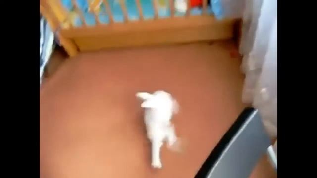 заяц и шарик смотреть онлайн