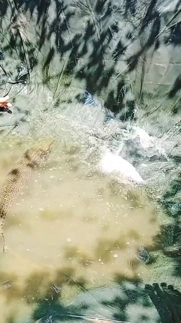 Aggressive Alligator gar for sale 🔥❤️🔥 смотреть онлайн