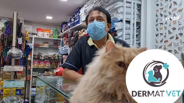 Bacterial Pyoderma in Cats смотреть онлайн