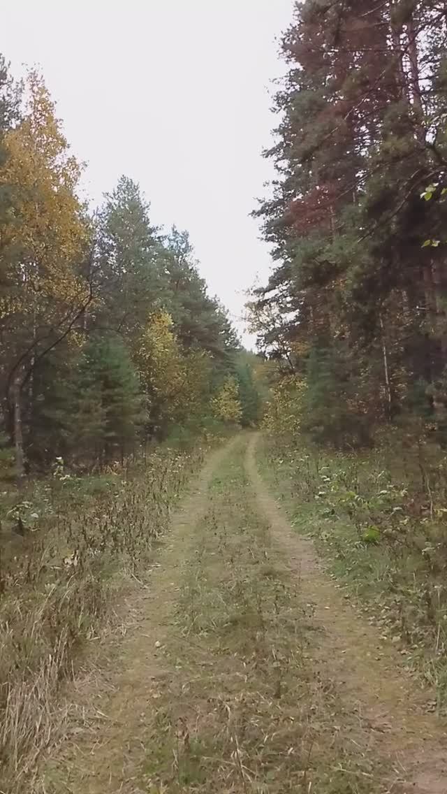 Санаторий Тесь . Возращаемся с прогулки по лесу.