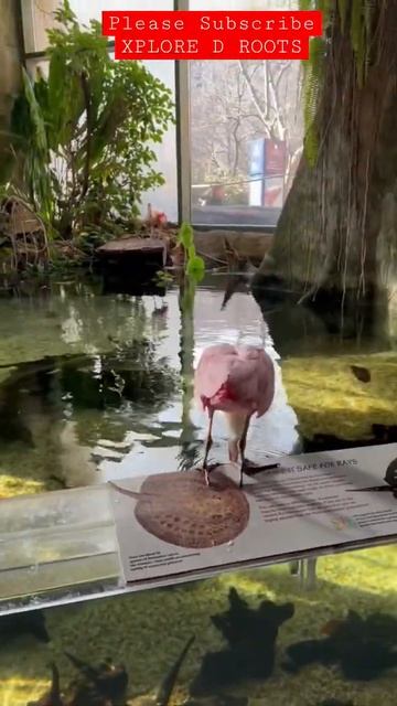 Roseate spoonbill #thingstodo #travel #viral #vlog #shorts #youtube #trending #usa #youtuber #top10 смотреть онлайн