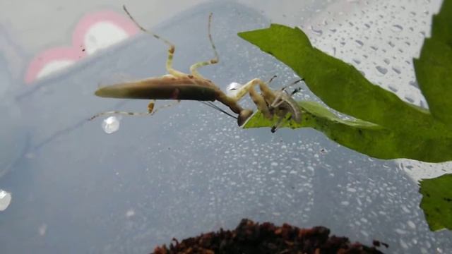 Mature Male Creobroter gemmatus catching locust смотреть онлайн