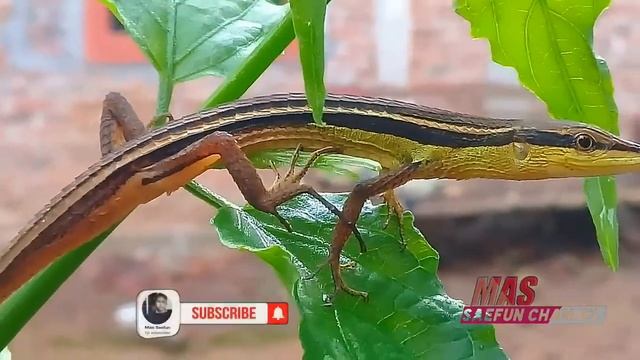 Kadal rumput Long-tailed Lizard ( takydromus sexlineatus ) смотреть онлайн