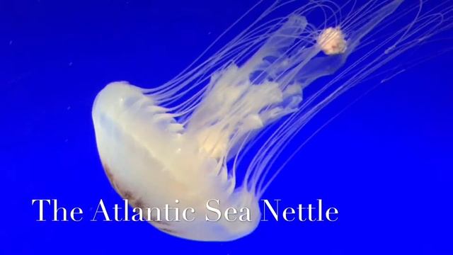 Sea Nettles and Pawleys Island смотреть онлайн