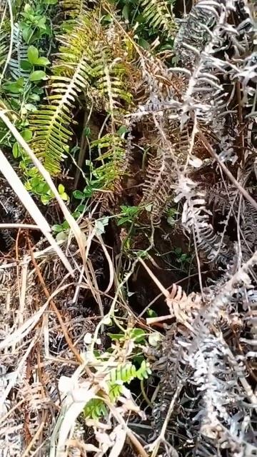 Wild Honey Bees Harvesting #Mountainhoneybees #WildHoneyBees #HuntingHoneyBees смотреть онлайн