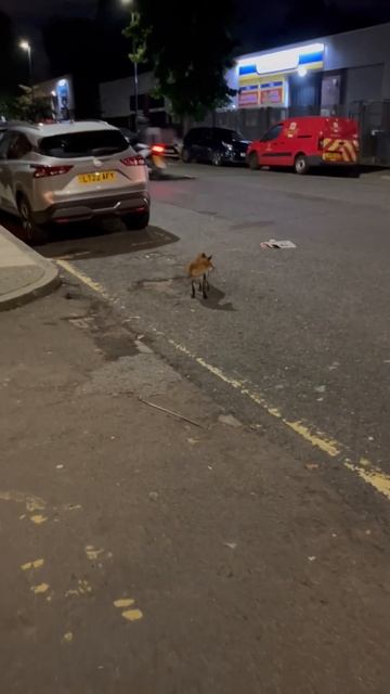 Лондон: лисы как дома :) смотреть онлайн