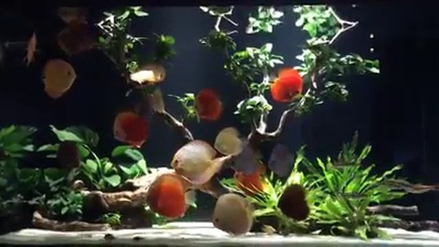 Аквариум с дискусами от Phạm Hưng смотреть онлайн