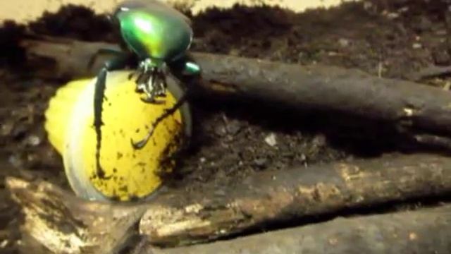 Dicronorhina oberthuri смотреть онлайн