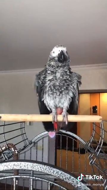 #жако #попугаи #моняжако #жакомоня #смешныеживотные смотреть онлайн