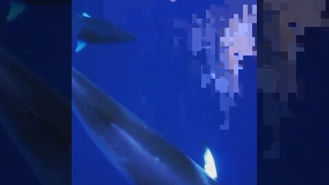 Minke Whales avoid Red Bell Jellyfish. #nature смотреть онлайн
