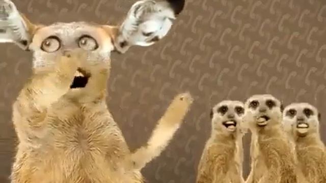 Коди бегемоти