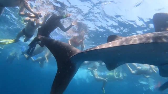 No social distance! Whale shark Snorkeling in Maldives смотреть онлайн