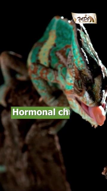 Chameleons Change Their Skin Colors for Reasons PART 2 #shorts смотреть онлайн
