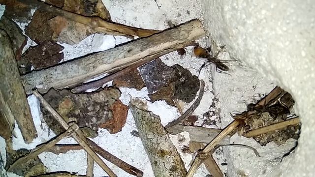 Diacamma rugosum. I pamper them a lot. смотреть онлайн